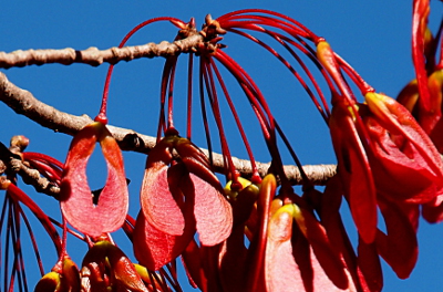 [At the end of the red maple branches before the leaves appear, these red wing-shaped seed pods grow from red stems. More than a dozen grow from the end of the tree branch endpoint on this image.]